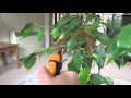 Maintainance pruning of my Ficus benjmina bonsai