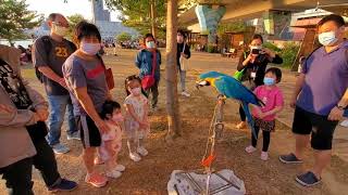 東九龍鸚鵡之友 28/11/2021 ParrotParty@觀塘海濱(灰鸚樹）