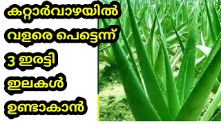 കറ്റാർവാഴ വളരെ പെട്ടെന്ന് എങ്ങനെ വളർത്താം|How to Grow Alovera Plant At Home