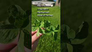 409 Consecutive Days Finding The Four-Leaf Clover of The Day! #nature #4leafclover #fourleafclover