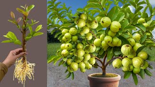 How To Propagate Guava Trees With Aloe Vera And Coca Cola/ how to growing guava trees