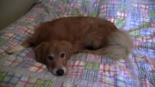Duke - The Perfect Companion