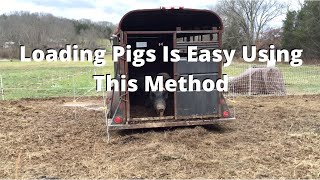 Loading Pigs Is Easy Using This Method