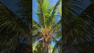 Coconut Palm Tree Dancing in the Wind #shorts