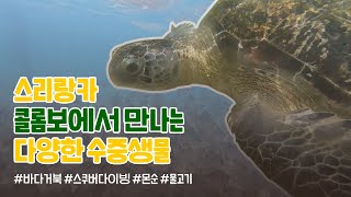 [🌍글로벌 생생 통신원 3기🛫] 스리랑카 콜롬보에서 만난 다양한 생물들과 다이빙! ｜Sri Lanka｜aquatic life｜environmental problem