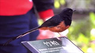 白腰鵲鴝(White-rumped Shama)多變的聲音      (台北植物園, 2019年5月21日)