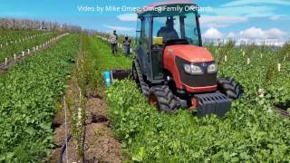 Mow and blow cover crop using Nobili SDS flail