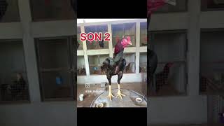 #tamilnaduaseel #aseel #nattukozhivalarpu #adukalam #chicken #trendingshorts