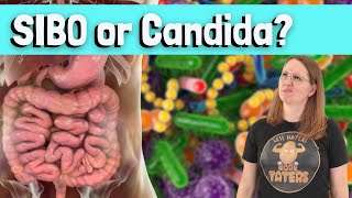 SIBO vs. Candida: How to Tell the Difference