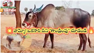 🔥🔥 సీమ పౌరుషం తో ఉర్రుతలూగుతున్న దేశపు గిత్త 🔥🔥 | indian farming dheshiya Seema bull's oxen video's.