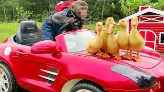Baby monkey Bim Bim helps and take care of five little ducks in the cave || Part 1 @funnyBapG