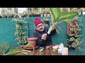 dieffenbachia dumb cane care u0026 propagation i डीफेनबैकिया की देखभाल और प्रोपेगेशन dieffenbachia