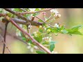 8 hours calming garden sounds birds chirping and buzzing bees in cherry orchard 4k uhd