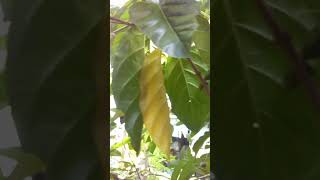 Asal-usul buah mengkudu (morinda citrifolia) #buah #mengkudu #viral #viralvideo