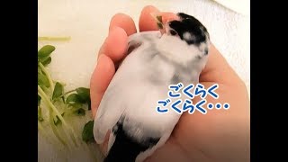 手のひらでまったり　9歳文鳥の介護#288