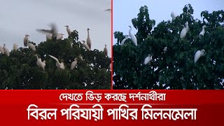 গাছে গাছে পরিযায়ী পাখির অভয়াশ্রম; ভিড় করছে দর্শনার্থীরা | kisharganj bird