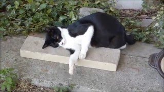 【衝撃】野良猫に爪とぎをあげるとこうなるwww