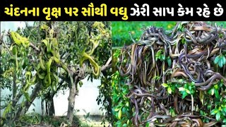 ચંદનના વૃક્ષ પર ઝેરી સાપ કેમ રહે છે, fact about snake in Gujarati, snake ke baare jankari Gujarati