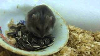 ハムスターのお食事風景、ひまわりの種  Dining landscape of hamster, sunflower seeds