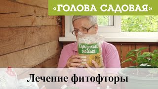 Голова садовая - Лечение фитофторы