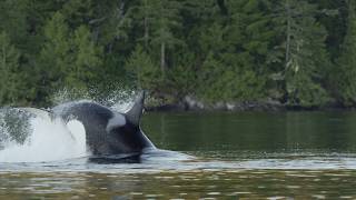 Southern Resident Killer Whales - SRKW.org