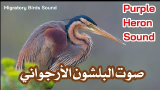 صوت البلشون الأرجواني (الغابي - الرخيوي) || Purple Heron Sound