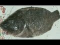 🐠Cooking Stuffed Tilapya #livestreaming#short#food