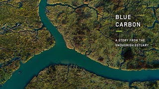 Blue Carbon – A Story from the Snohomish Estuary