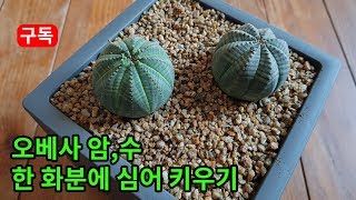 다육 오베사 암수 한 화분에 심어 키우기 succulent, succulents plants