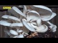 COMMENT CULTIVER LE CHAMPIGNON  - FORMATION THEORIQUE ET PRATIQUE (Geant & Co)