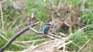 [4K] 野鳥：カワセミ／Ｋ川