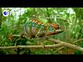 Filming The Life of a Matchstick-Sized Chameleon | Inside Big Little Journeys