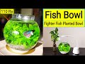 Fish Bowl || Betta fish Bowl Setup || Planted fish Bowl || Betta fish Tank || Fighter fish in Bowl 🐠