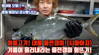 여름제철 생선회 줄전갱이(시마아지)! 줄전갱이 회뜨기!