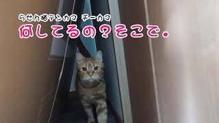 らせん猫テンカマ・チーカマ　狭いところで何してるの？　#猫 #ねこ #生活