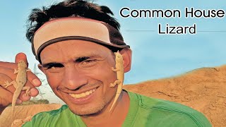 Common House Lizard |A-z Information| Hindi