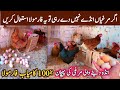 How to increase eggs production in Hen | Andon say band murgi ka elaj