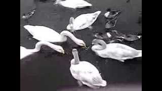 20140125-1千波湖のハクチョウ白鳥スワンSWANS