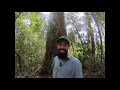 Kauri Bark