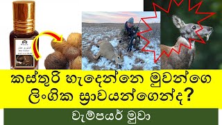 කස්තුරි හැදෙන්නෙ මුවන්ගෙ ලිංගික ස්‍රාවයන්ගෙන්ද? How to make Kasthuri Deer musk | why kill