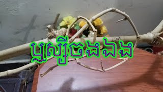 ឬស្សីចងឯង