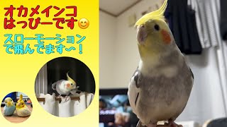 オカメインコぴーちゃん　やっぱり鳥🦅さんでした！