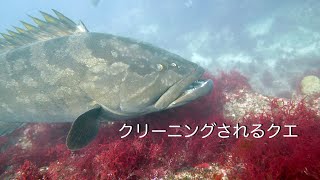 Diving Vlog 館山 西川名 202302g【4K】クリーニングされるクエ