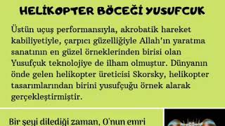 Helikopter Böceği/Yusufçuk