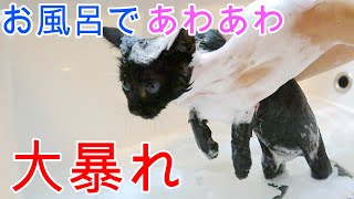 【捨て猫　保護】子猫を初めてのお風呂に入れてみたら大暴れ