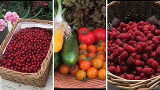 Salad Harvest For Sunny Days,