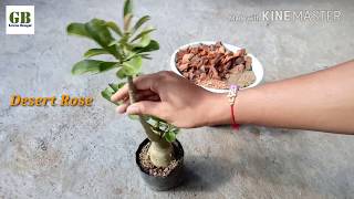 Repot Adenium or Desert Rose : Making Best Potting Mix for Adenium Plant