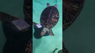 Tortoise video in water | Turtle video | relaxing sea turtle video | Turtle video in sea | sharjah