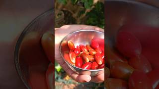 Miracle fruit picking in our garden  #miraclefruit #fruits #karthunnivlogs