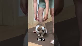 귀찮아도 참아주는 12살 강아지 🐶🤎